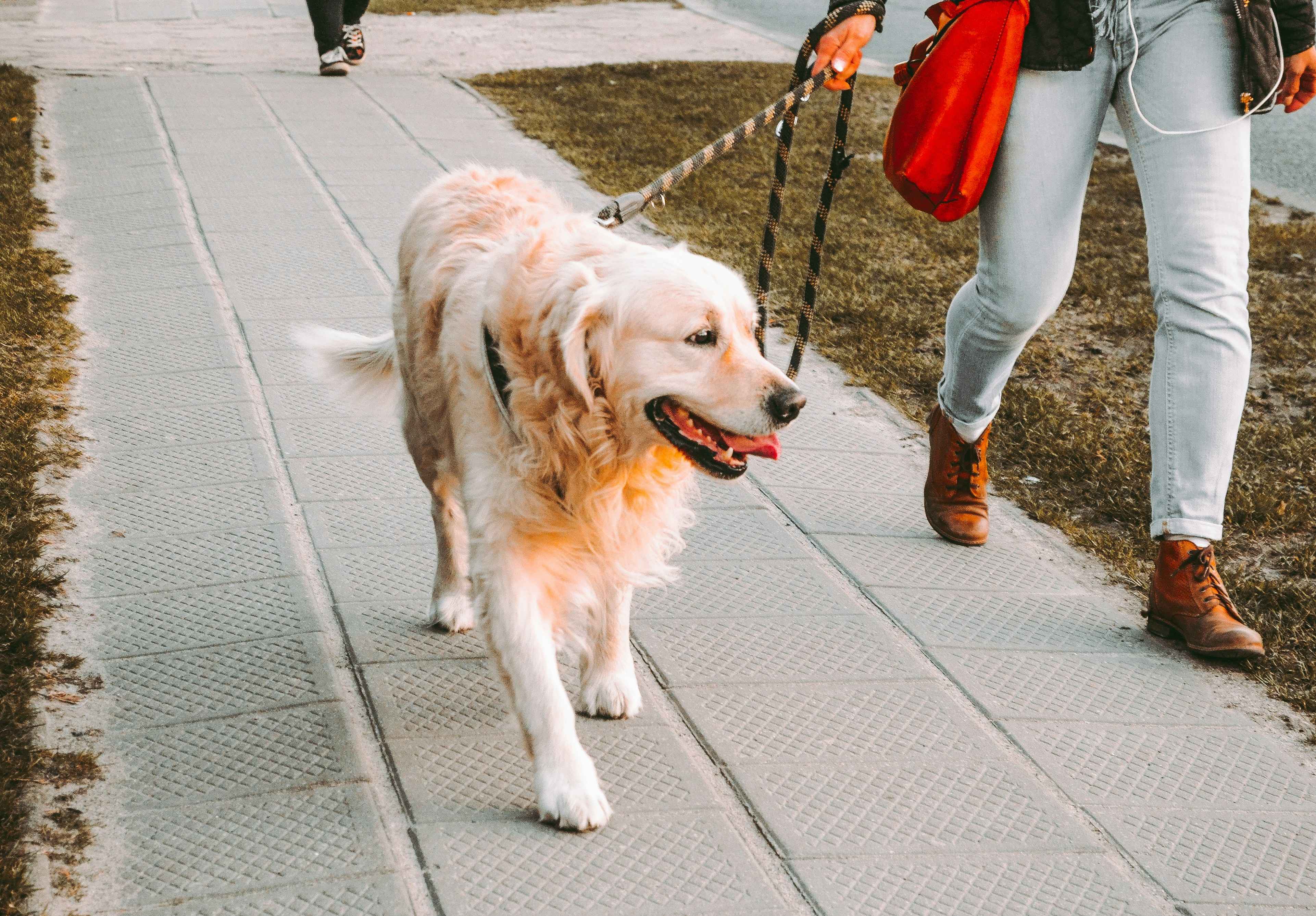 Ultimate Guide: How to Start a Dog Walking Business Successfully